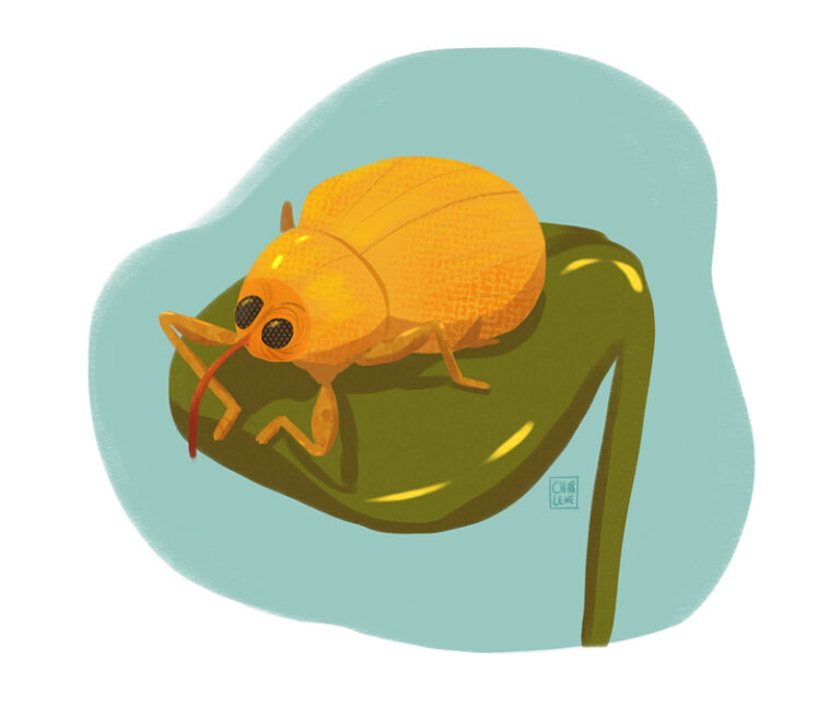 Insect