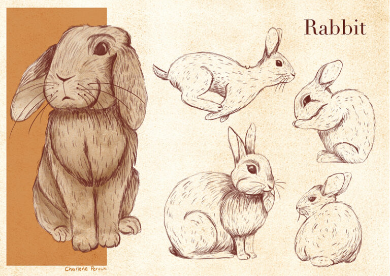 Rabbit