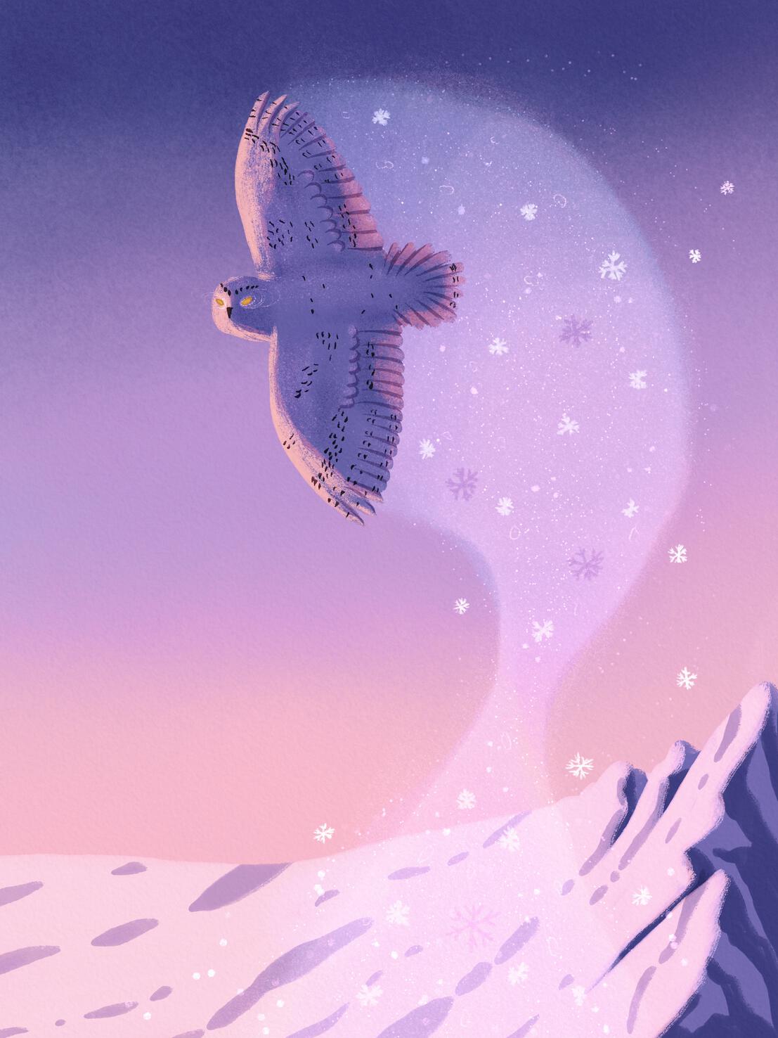 winter owl flying in the sunset with snow mountains in the background